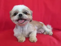 JIN JOO, a female Shih Tzu for sale in Phelan, CA – 3 of 4