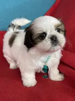 Ccomi , a female Shih Tzu for sale in Phelan, CA – 4 of 4