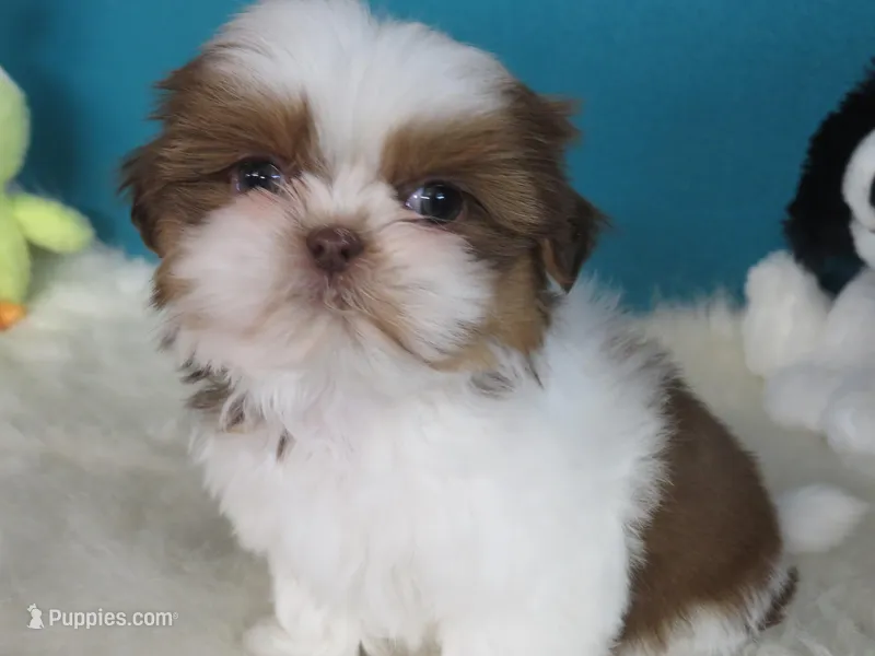 Ruby – Shih Tzu puppy for sale in Phelan, CA