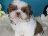 Ruby, a female Shih Tzu for sale in Phelan, CA – Photo 1 of 5