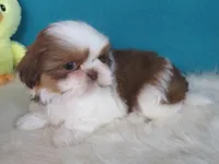 Ruby, a female Shih Tzu for sale in Phelan, CA – Photo 2 of 5