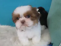 Ruby, a female Shih Tzu for sale in Phelan, CA – Photo 5 of 5