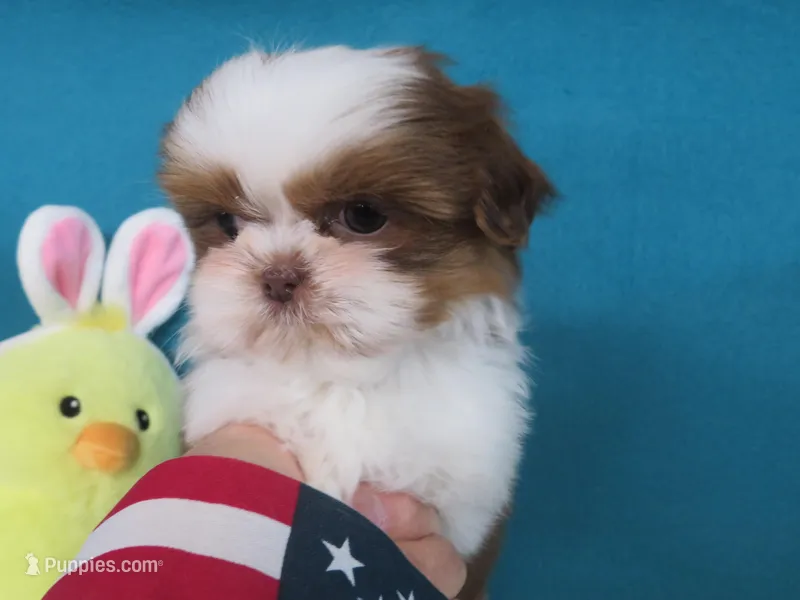 Ruby – Shih Tzu puppy for sale in Phelan, CA
