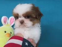 Ruby, a female Shih Tzu for sale in Phelan, CA – Photo 4 of 5