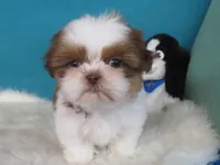 Ruby, a female Shih Tzu for sale in Phelan, CA – Photo 3 of 5