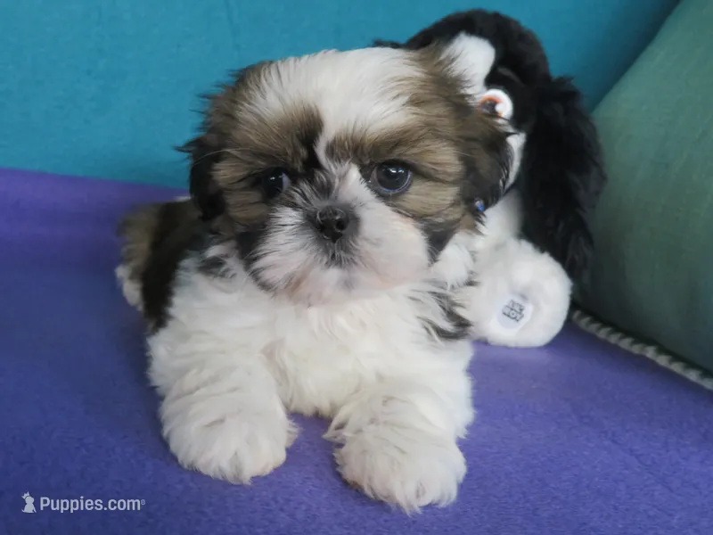Jin joo – Shih Tzu puppy for sale in Phelan, CA