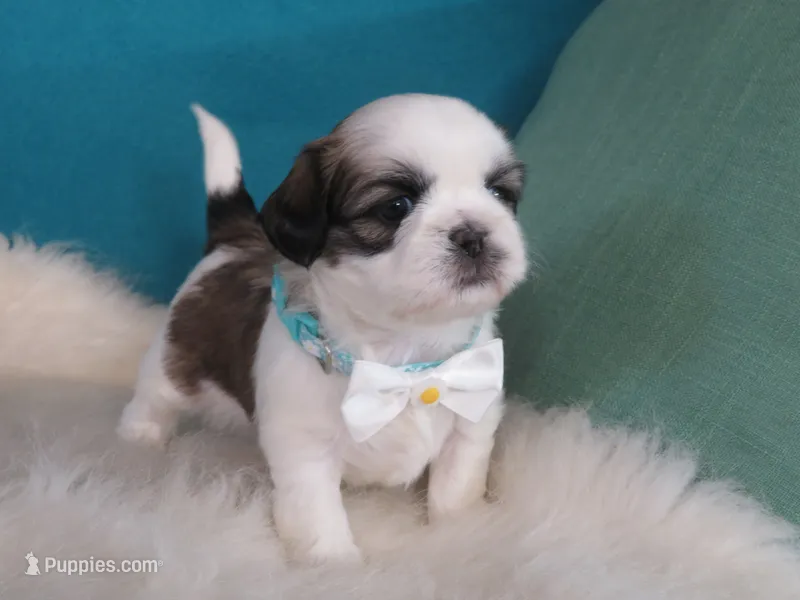 Max – Shih Tzu puppy for sale in Phelan, CA