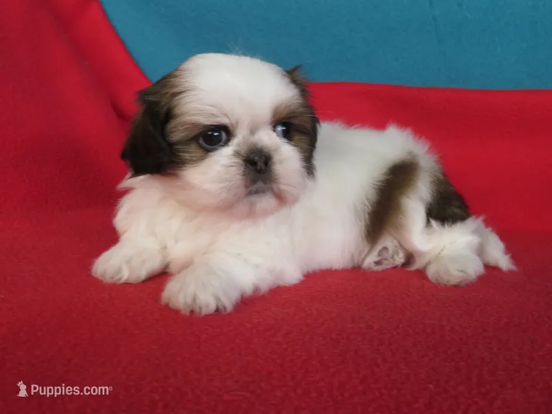 Lucy – Shih Tzu puppy for sale in Phelan, CA
