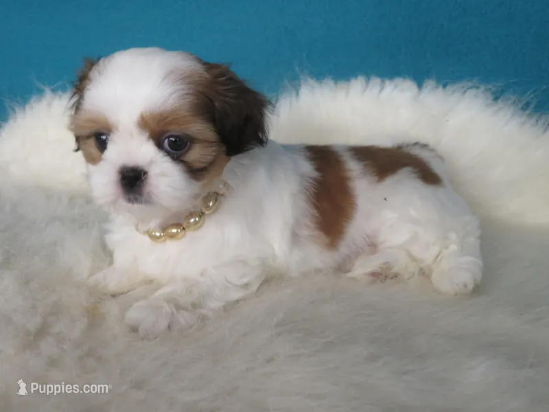 Betty – Shih Tzu puppy for sale in Phelan, CA