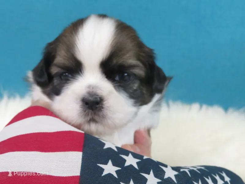 Stella – Shih Tzu puppy for sale in Phelan, CA