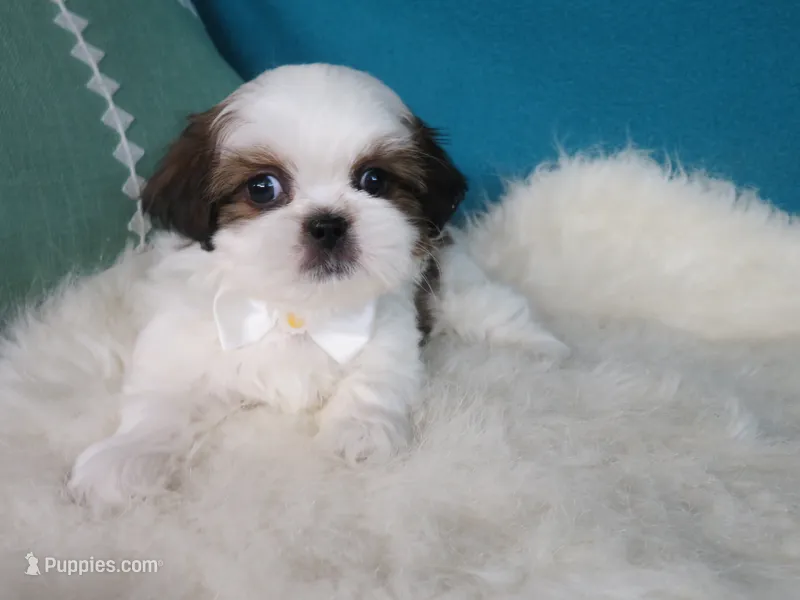 Parker – Shih Tzu puppy for sale in Phelan, CA