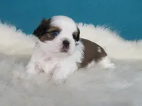 Rocky, a male Shih Tzu for sale in Phelan, CA – 4 of 5