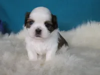 Rocky, a male Shih Tzu for sale in Phelan, CA – 5 of 5