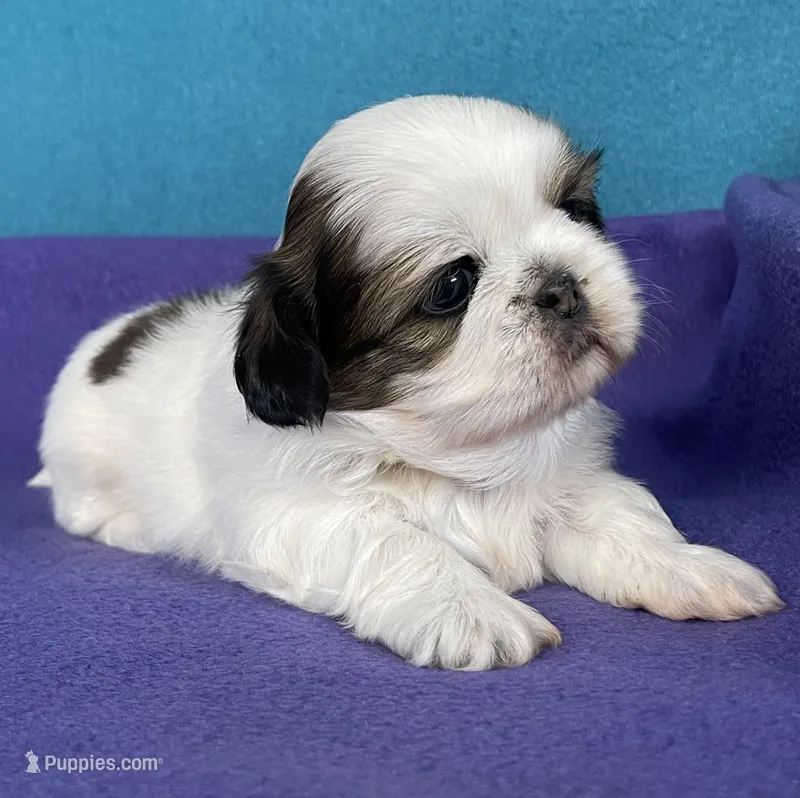Lilly – Shih Tzu puppy for sale in Phelan, CA
