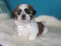 Dolssoe, a male Shih Tzu for sale in Phelan, CA – 3 of 4