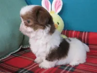 Max, a male Shih Tzu for sale in Phelan, CA – 2 of 5
