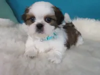 Parker, a male Shih Tzu for sale in Phelan, CA – 3 of 5