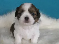 Lisa, a female Shih Tzu for sale in Phelan, CA – 3 of 5