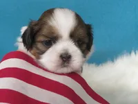 Lisa, a female Shih Tzu for sale in Phelan, CA – 2 of 5