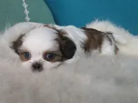 Parker, a male Shih Tzu for sale in Phelan, CA – 5 of 5