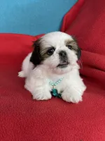 Ccomi , a female Shih Tzu for sale in Phelan, CA – 3 of 4