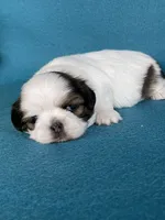 Lilly, a female Shih Tzu for sale in Phelan, CA – 2 of 4