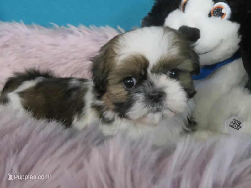 Jin joo – Shih Tzu puppy for sale in Phelan, CA