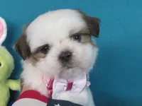 Maxwell, a male Shih Tzu for sale in Phelan, CA – Photo 3 of 5