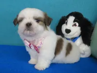 Maxwell, a male Shih Tzu for sale in Phelan, CA – Photo 2 of 5