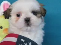Kent, a male Shih Tzu for sale in Phelan, CA – Photo 3 of 4