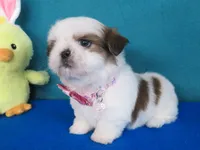 Maxwell, a male Shih Tzu for sale in Phelan, CA – Photo 4 of 5