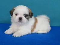 Kevin, a male Shih Tzu for sale in Phelan, CA – Photo 1 of 4