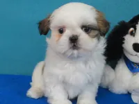 Kent, a male Shih Tzu for sale in Phelan, CA – Photo 2 of 4