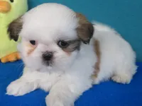 Kent, a male Shih Tzu for sale in Phelan, CA – Photo 4 of 4