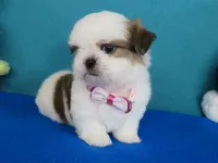 Maxwell, a male Shih Tzu for sale in Phelan, CA – Photo 1 of 5