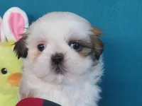 Kent, a male Shih Tzu for sale in Phelan, CA – Photo 1 of 4