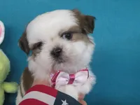 Maxwell, a male Shih Tzu for sale in Phelan, CA – Photo 5 of 5