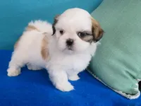 Kevin, a male Shih Tzu for sale in Phelan, CA – Photo 2 of 4