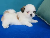 Kevin, a male Shih Tzu for sale in Phelan, CA – Photo 4 of 4