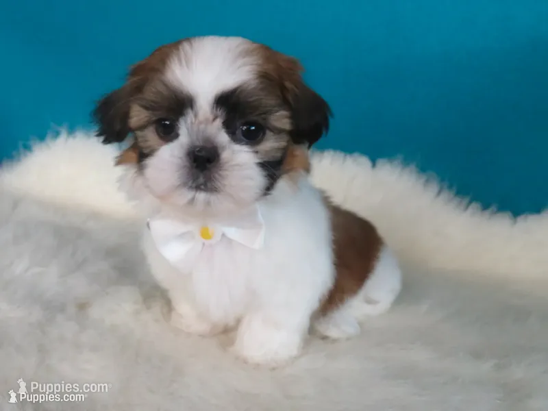 Dolssoe – Shih Tzu puppy for sale in Phelan, CA