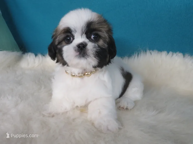 Sarah – Shih Tzu puppy for sale in Phelan, CA