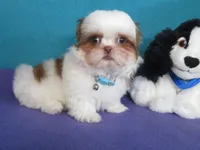 Lyric, a female Shih Tzu for sale in Phelan, CA – 1 of 4