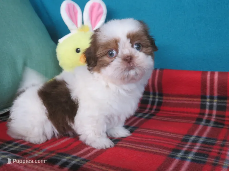 Max – Shih Tzu puppy for sale in Phelan, CA