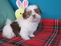 Max, a male Shih Tzu for sale in Phelan, CA – 1 of 5