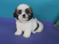 Sarah, a female Shih Tzu for sale in Phelan, CA – 3 of 5