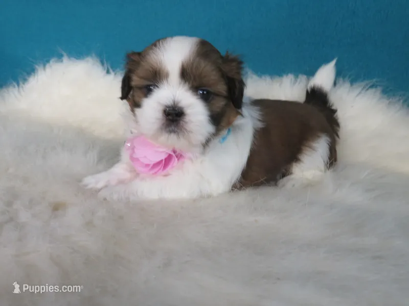 Lisa – Shih Tzu puppy for sale in Phelan, CA