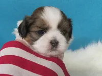 Lisa, a female Shih Tzu for sale in Phelan, CA – 4 of 5