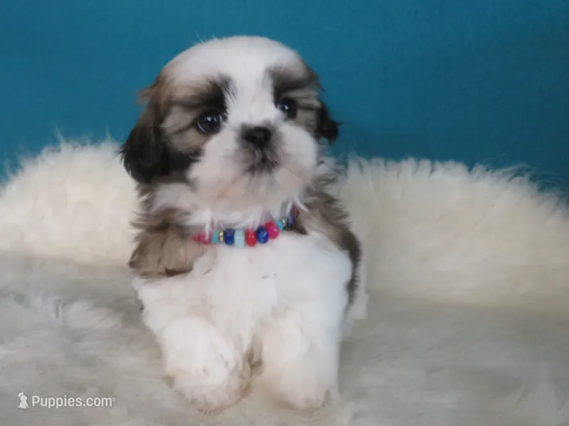 Rosy – Shih Tzu puppy for sale in Phelan, CA