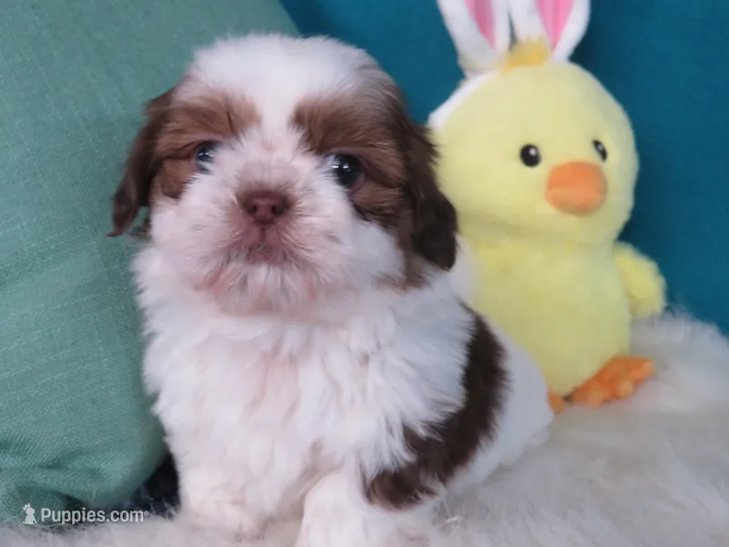 Coco – Shih Tzu puppy for sale in Phelan, CA