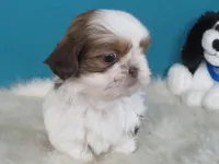 Coco, a male Shih Tzu for sale in Phelan, CA – 3 of 4